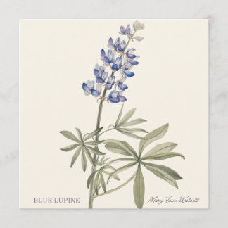 Blue Lupine by Mary Walcott