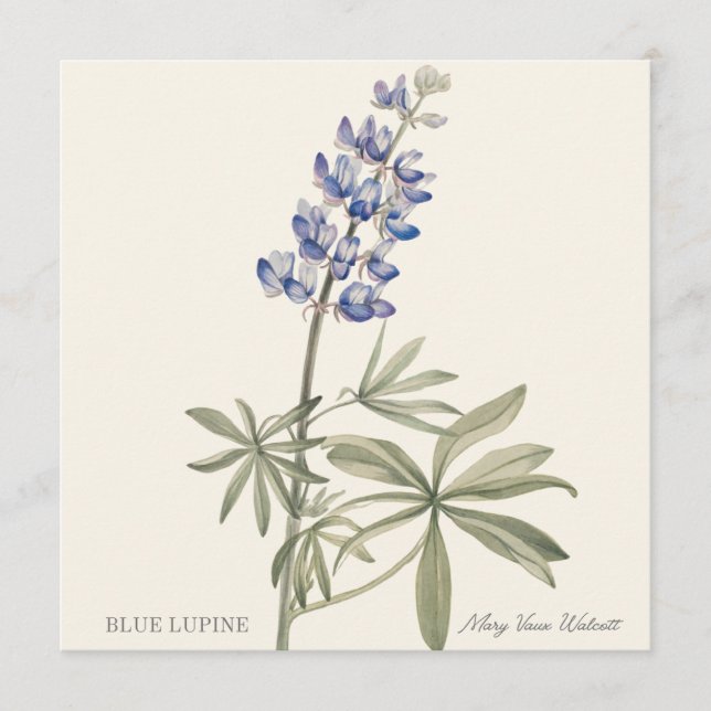 Blue Lupine by Mary Walcott (Frente)