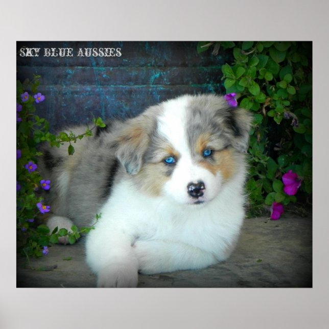 Blue Merle Aussie 3 Puppy Poster (Frente)