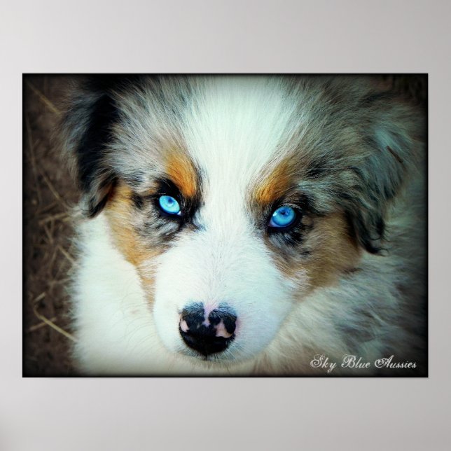 Blue Merle Aussie Puppy Poster (Frente)