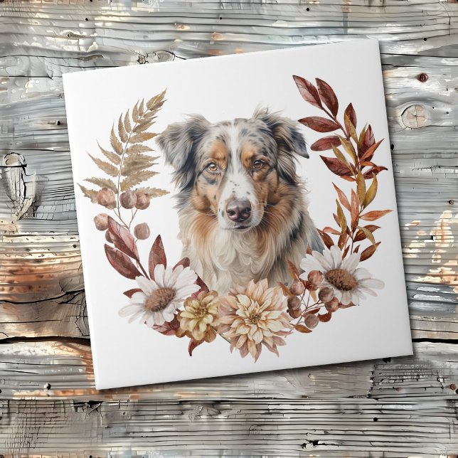 Blue Merle australiano Shepherd Dog Autumn Wreath (Criador carregado)