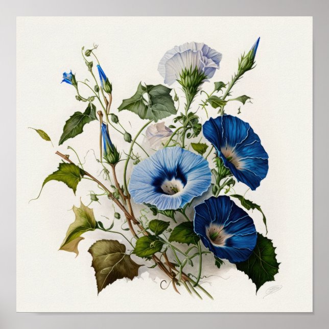 Blue Morning Glory Flowers Art Impressão (Frente)