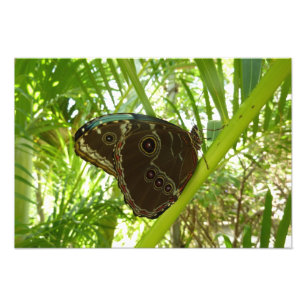 Blue Morpho Butterfly - Fotografia da natureza tro