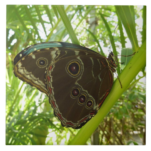 Blue Morpho Butterfly Nature Photoshop (Frente)