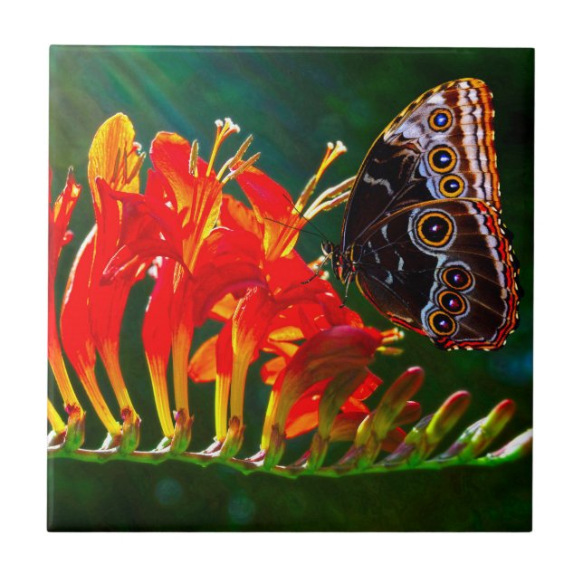 Blue morpho butterfly on Crocosmia Lucifer flowers (Frente)