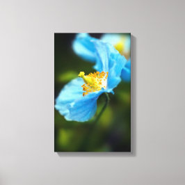 Blue Poppy Flor Canvas