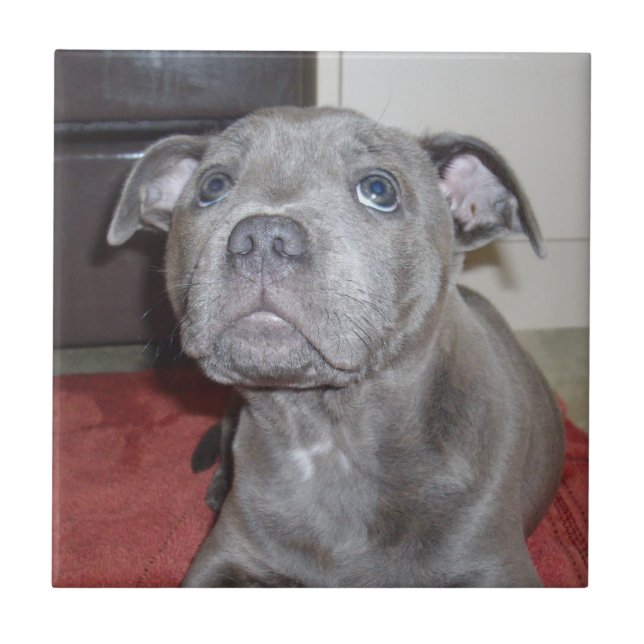 Blue Staffordshire Bull Terrier Puppy (Frente)