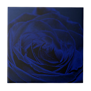 Blue Velvet rosa.jpg