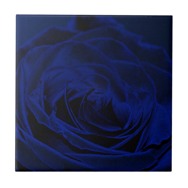 Blue Velvet rosa.jpg (Frente)
