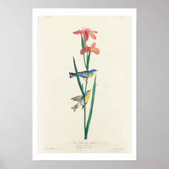 Blue Yellow Back Warbler by Audubon Poster (Frente)