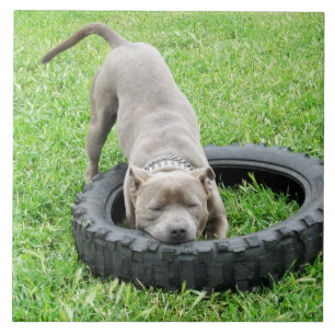 Blue Young Staffordshire Bull Terrier,