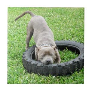 Blue Young Staffordshire Bull Terrier,