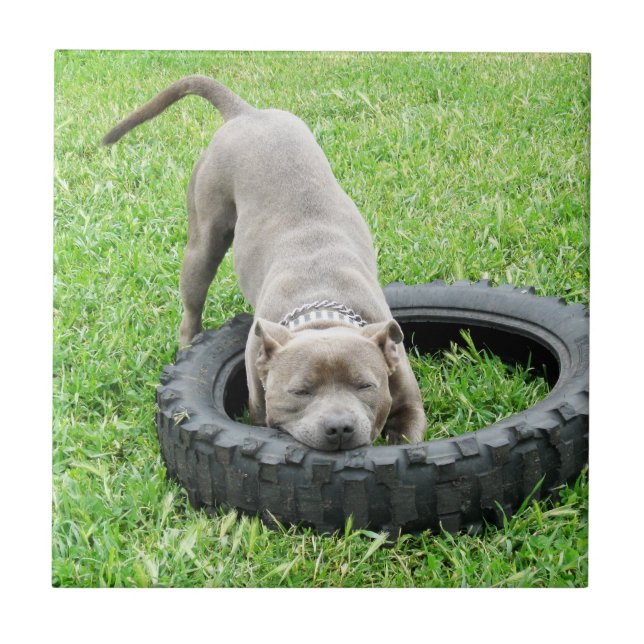 Blue Young Staffordshire Bull Terrier, (Frente)