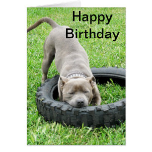 Blue Young Staffordshire Bull Terrier, Cartão de D