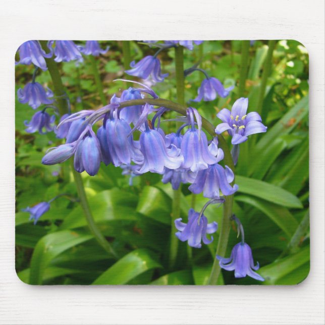 BLUEBELL ~ Mousepad # 3 (Frente)