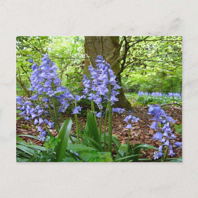 BLUEBELL WOOD ~ Cartão postal nº 3 (Frente)