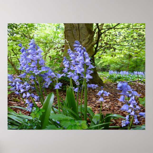 BLUEBELL WOOD ~ Poster # 2 (Frente)