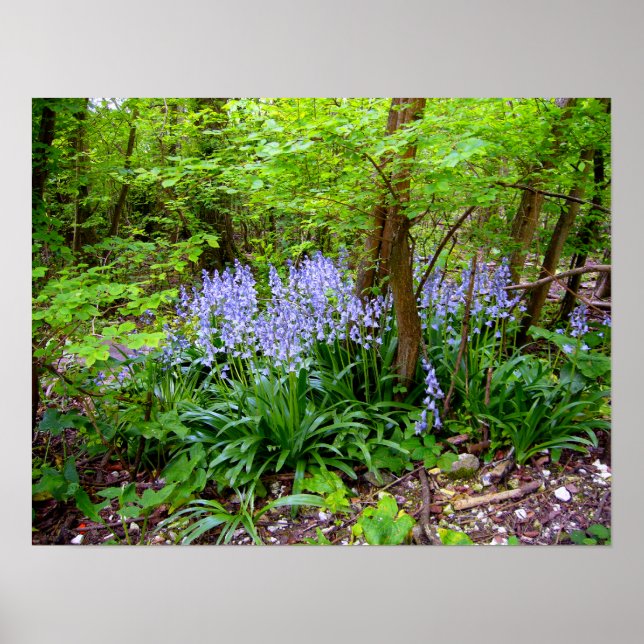 BLUEBELL WOOD ~ Poster # 4 (Frente)