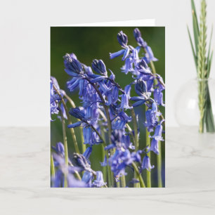 Bluebells - Cartão de Saudação