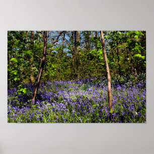 Bluebells na Poster da floresta