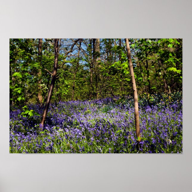 Bluebells na Poster da floresta (Frente)