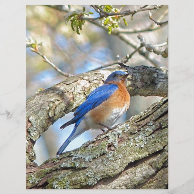 Bluebird (Frente)
