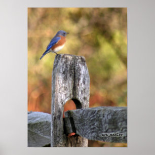 Bluebird da felicidade - poster