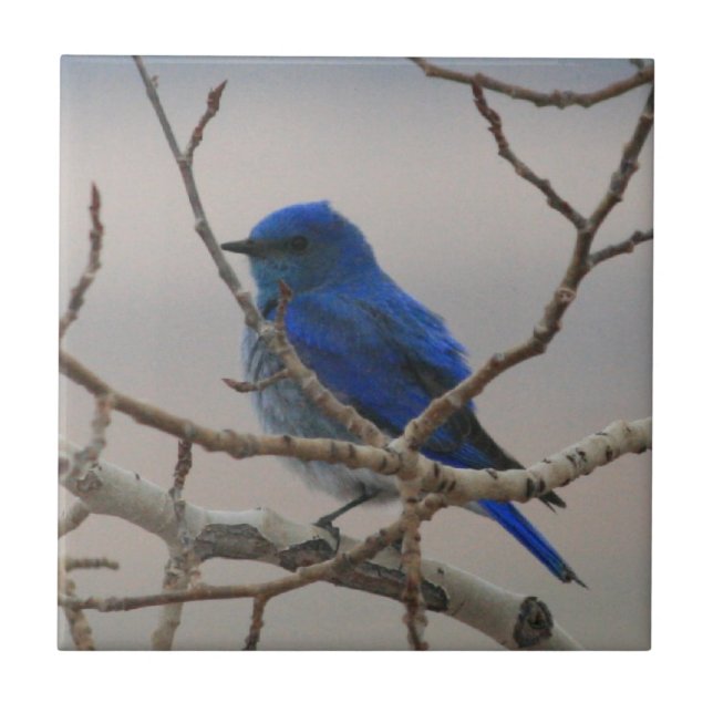 Bluebird da montanha (Frente)