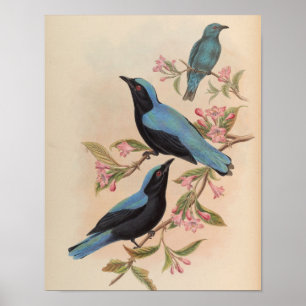 Bluebird Fada de Bornéu por John Gould Impressão