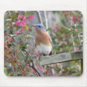 Bluebird Mousepad do primavera