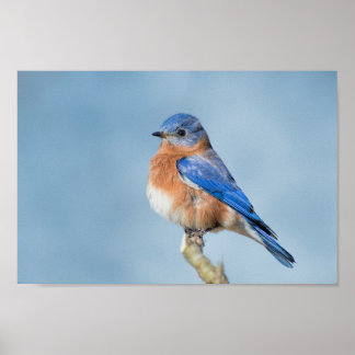 Bluebird of Happy Poster