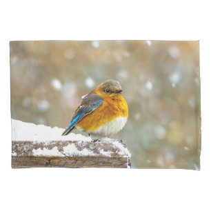 Bluebird oriental na neve - Foto original