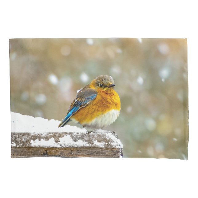 Bluebird oriental na neve - Foto original (Frente)