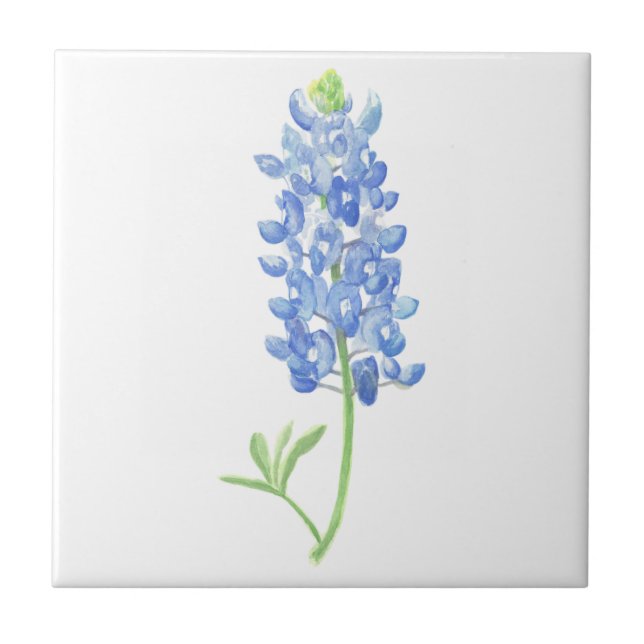 Bluebonnet (Frente)