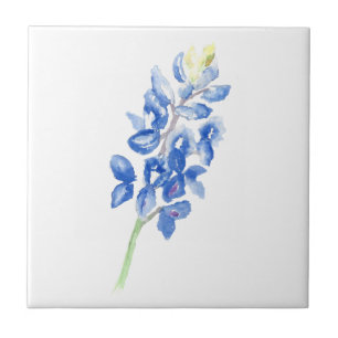 Bluebonnet 1