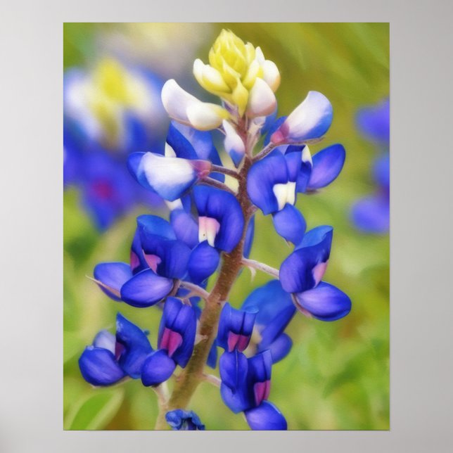 Bluebonnet Texas Flower Close Wildflower Poster (Frente)