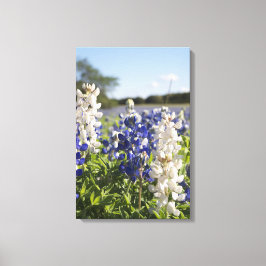 Bluebonnets Azul e Branco Fortalecendo a Canvas Wa