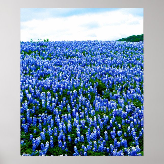 Bluebonnets Blue Flowers Texas Texan Floral Poster (Frente)