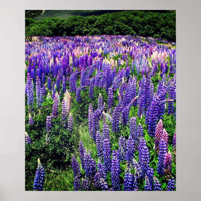 Bluebonnets Blue Flowers Texas Texan Floral Poster (Frente)