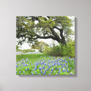 Bluebonnets de Texas canvas 16 x 16