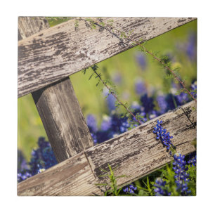 Bluebonnets de Texas em torno de uma cerca do paí