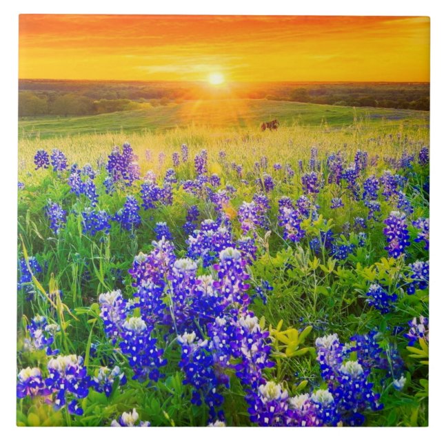 bluebonnets de Texas lindos (Frente)