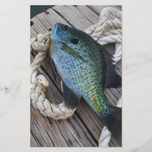 bluegill no doca