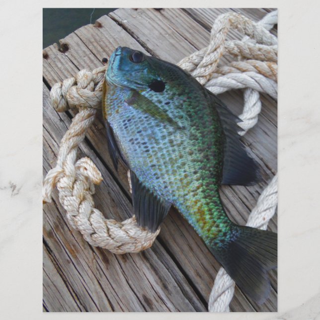 bluegill no doca (Frente)