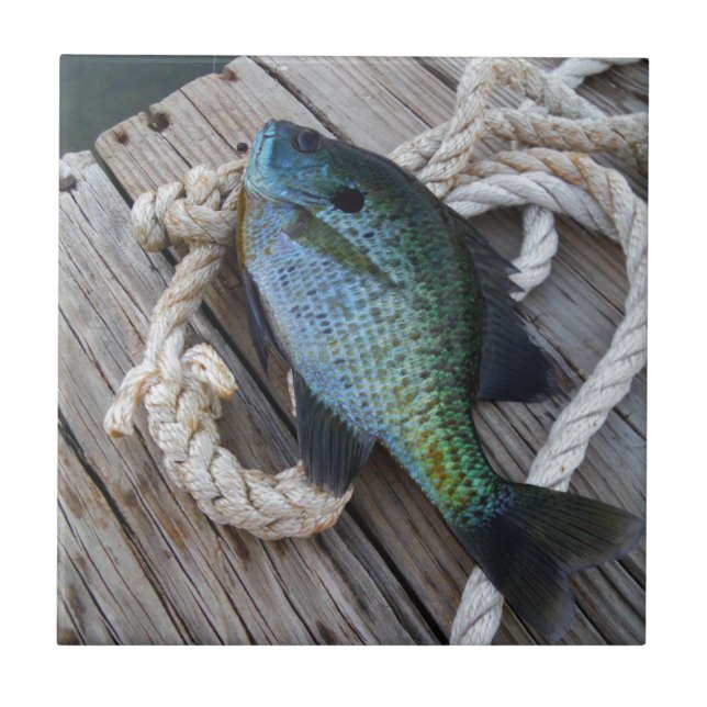 bluegill no doca (Frente)