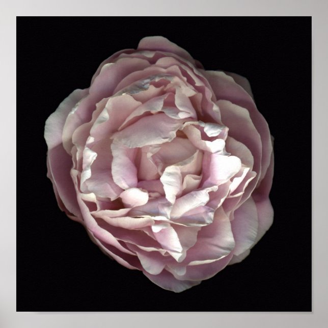 Blush Peony Poster (Frente)