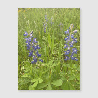 Blvd de Bluebonnet. Íman