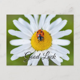 Boa sorte com a linda joaninha! cartão postal