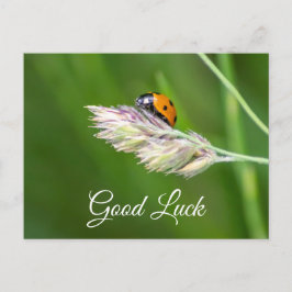 Boa sorte com a vaquinha de Deus! cartão postal