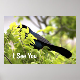 Boat-tailed Grackle Bird Poster